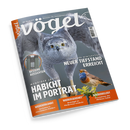 Cover der Zeitschrift „vögel – Magazin für Vogelbeobachtung“, Ausgabe 3/2026. Zentral ein großformatiger grauer Habicht mit gelben Augen im Flug und unten rechts ein kleiner braun-blauer Singvogel auf einem Zweig. Hauptüberschrift: „Habicht im Porträt“. Weitere sichtbare Texte: „Neuer Tiefstand erreicht“, „Wiedererkannt“, „Wiedergekehrt“, „Wiederbelebt“ und „Bessere Aussichten“. Hintergrund in Graublau gehalten.