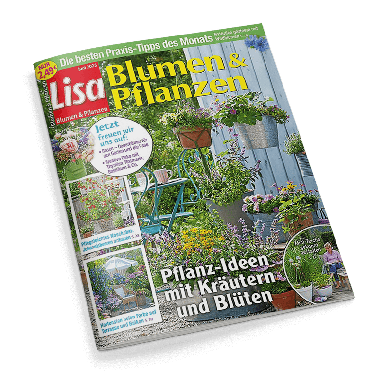 Magazincover Lisa Blumen & Pflanzen, Juni 2025. Zeigt einen farbenfrohen Garten mit Topfpflanzen und die Schlagzeile Pflanz-Ideen mit Kräutern und Blüten.