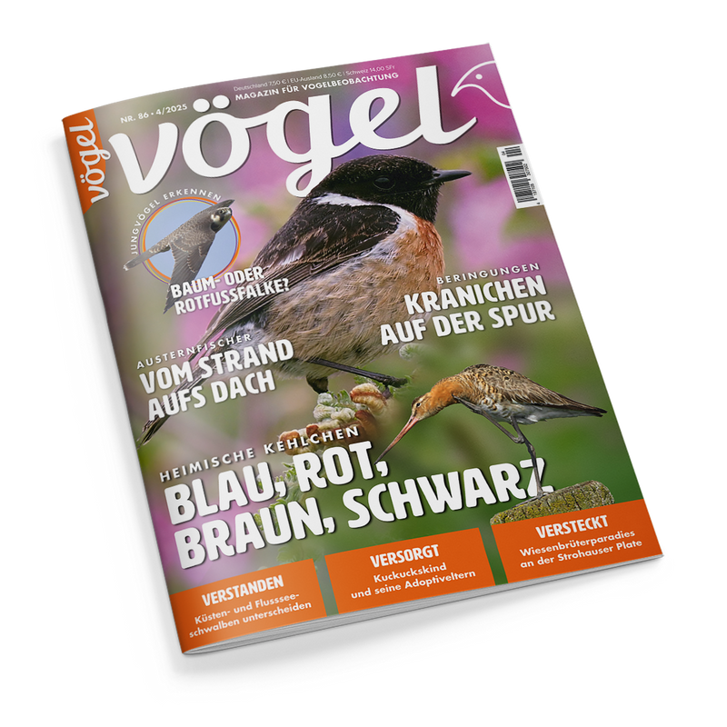 Titelbild des Magazins „vögel“ (Ausgabe Nr. 86 / 4–2025) mit großflächigem Foto zweier Vögel vor grün-violettem Hintergrund: oben ein Schwarzkehlchen mit schwarzem Kopf, weißem Halsband und brauner Brust, unten ein Uferschnepfe mit langem, geradem Schnabel. Schlagzeilen u. a.: „BLAU, ROT, BRAUN, SCHWARZ?“, „KRANICHEN AUF DER SPUR“, „VOM STRAND AUFS DACH“, „KUCKUCKSKIND UND SEINE ADOPTIVELTERN“. Links oben rundes Symbol „Jungvögel erkennen“.