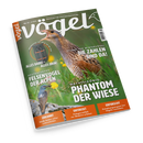 Titelbild der Zeitschrift „Vögel“, Ausgabe 85. Im Mittelpunkt ein Wachtelkönig in Seitenansicht im grünen Gras mit gelben Blüten. Hauptüberschrift: „Phantom der Wiese“. Weitere Texte: „Die Zahlen sind da!“, „Felsenvögel der Alpen“, „Alles dabei – alles drin!“, „Weiße Reiher sicher unterscheiden“, „Pelagenvielfalt vor Madeira erleben“, „Entsalzungsorgane bei Vögeln verstehen“. Links unten ein Singvogel auf Felsen, oben links ein Rucksack (Swarovski BP 24).