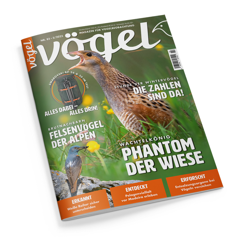 Titelbild der Zeitschrift „Vögel“, Ausgabe 85. Im Mittelpunkt ein Wachtelkönig in Seitenansicht im grünen Gras mit gelben Blüten. Hauptüberschrift: „Phantom der Wiese“. Weitere Texte: „Die Zahlen sind da!“, „Felsenvögel der Alpen“, „Alles dabei – alles drin!“, „Weiße Reiher sicher unterscheiden“, „Pelagenvielfalt vor Madeira erleben“, „Entsalzungsorgane bei Vögeln verstehen“. Links unten ein Singvogel auf Felsen, oben links ein Rucksack (Swarovski BP 24).