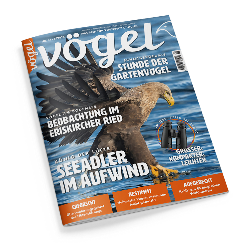 Titelbild der Zeitschrift „Vögel“, Ausgabe Nr. 87 / 5-2025, mit einem fliegenden Seeadler über Wasser im Zentrum; Schlagzeilen u. a.: „Seeadler im Aufwind“, „Beobachtung im Eriskircher Ried“, „Stunde der Gartenvögel“, „Größer, kompakter, leichter“ (mit abgebildetem Fernglas Zeiss SFL 10x50), sowie Themen zu Vogelbestimmung, Überwinterung des Fichtenkreuzschnabels und Kritik am ökologischen Waldumbau.